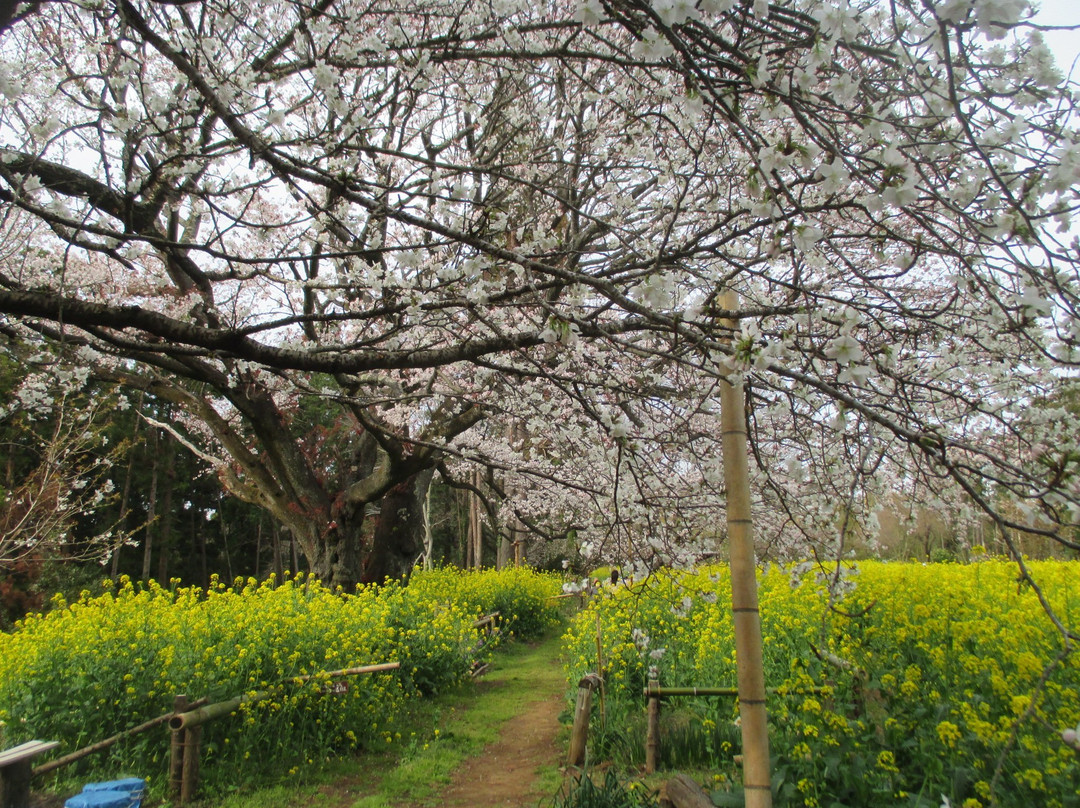 Obyo Cherry Blossom-市原市必去景点