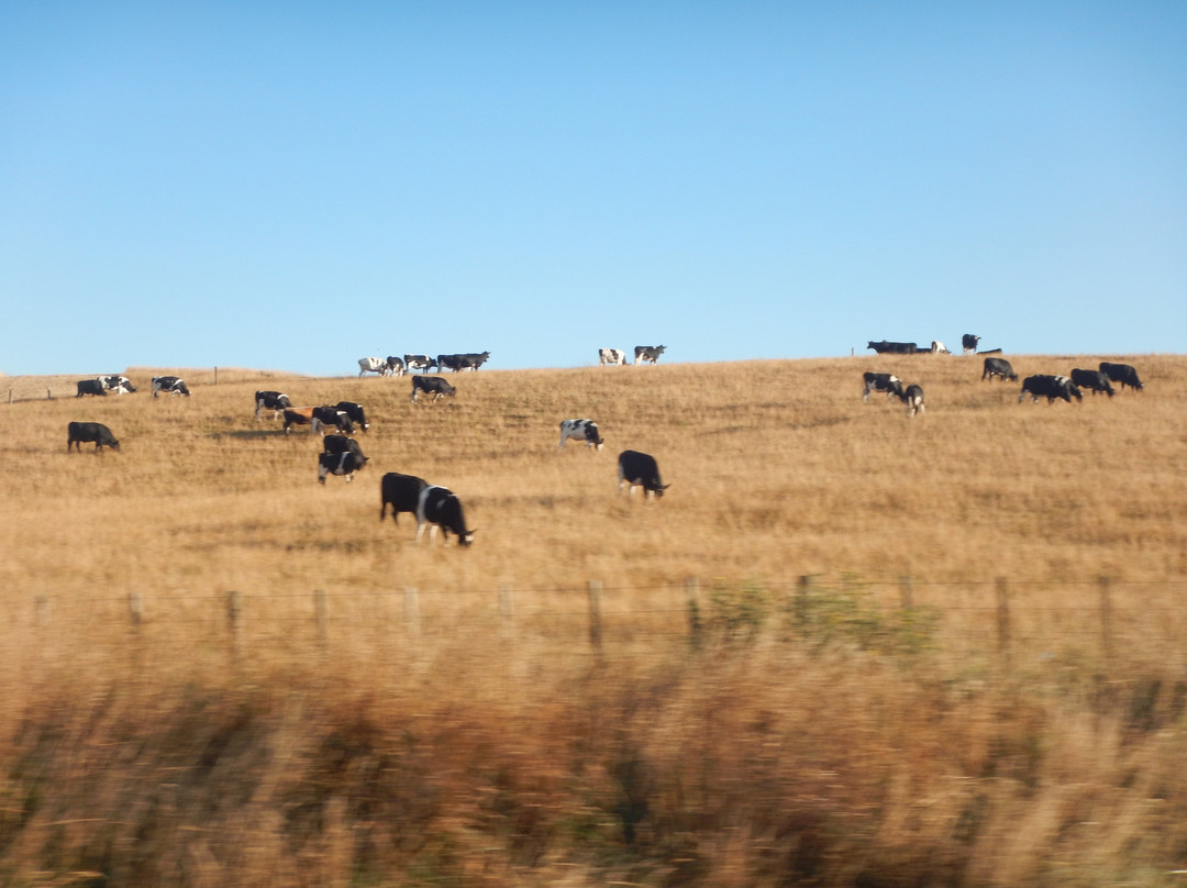 Private NZ Trips-奥克兰必去景点