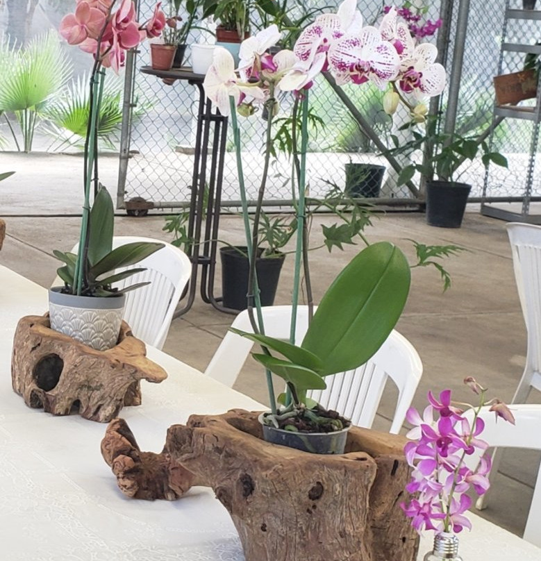 Viveplants景点图片