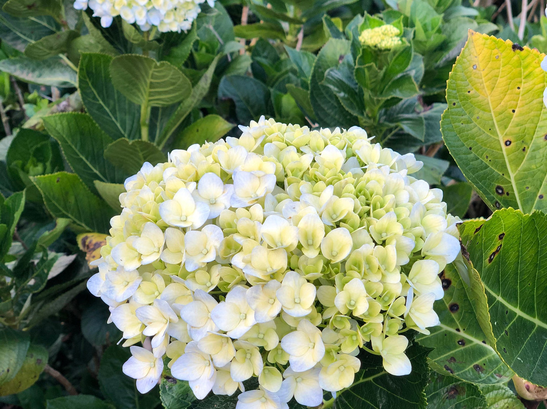 Garden Hydrangeas-大勒必去景点