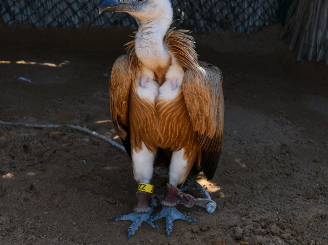 Kalba Bird of Prey Centre-富查伊拉必去景点