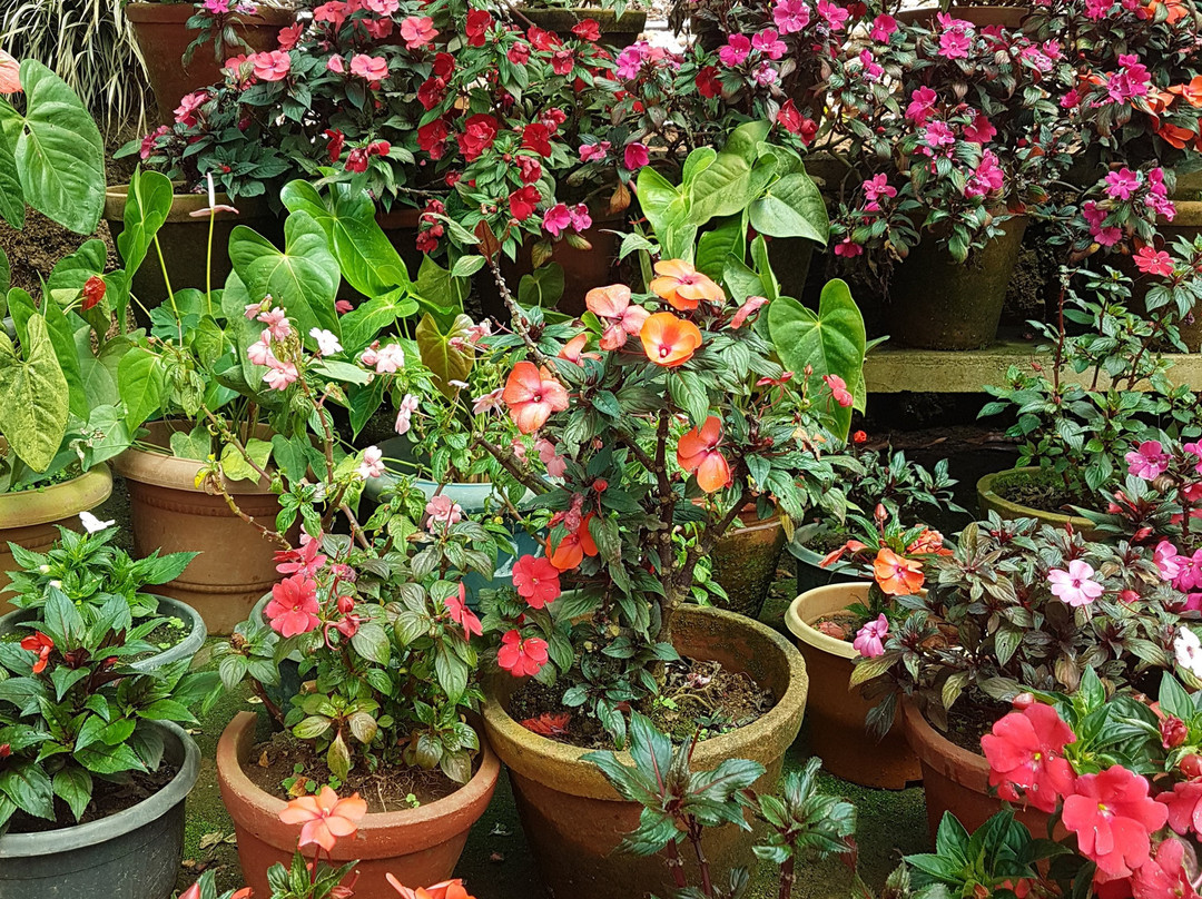 Rose Gardens景点图片