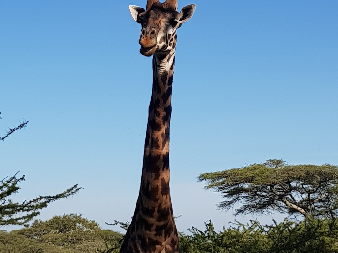 Real Masai Safari-内罗毕必去景点