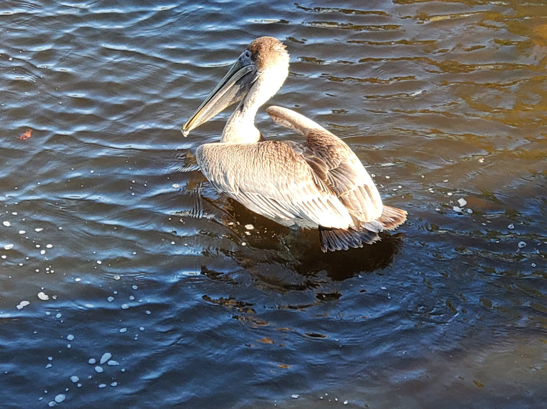 Wade Ward Nature Park-格尔夫海岸必去景点