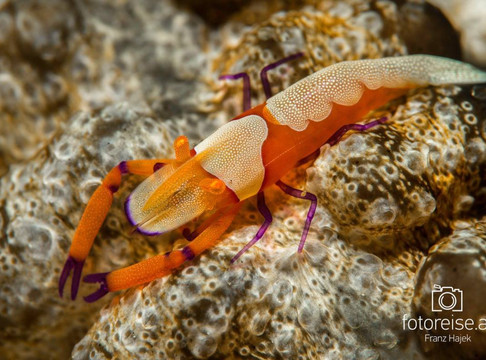 The Blue Abyss Dive Shop-莫阿尔博阿尔必去景点