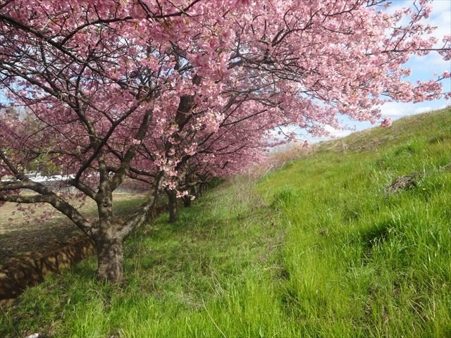 Kannami Cherry Blossom Trees景点图片
