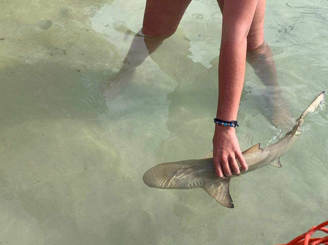 Bimini Biological Field Station Foundation景点图片