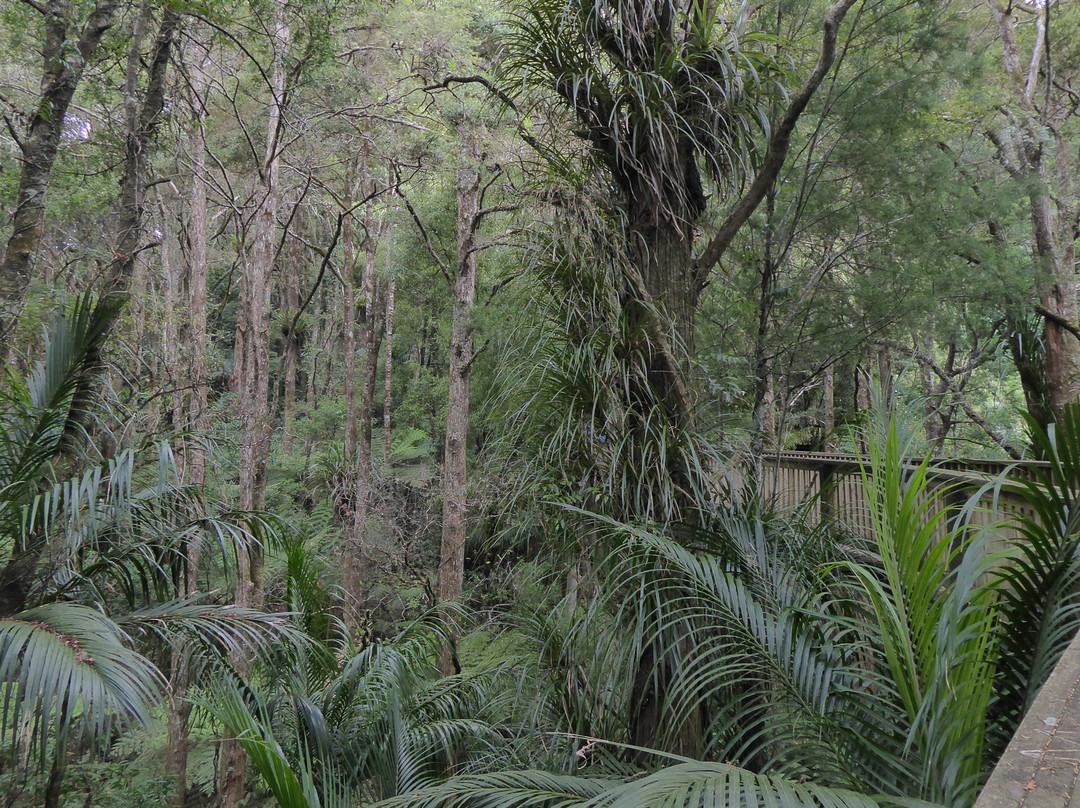 AH Reed Kauri Park景点图片