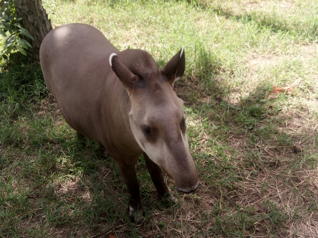 Zoológico Municipal de Fauna Sudamericana Noel Kempff Mercado景点图片