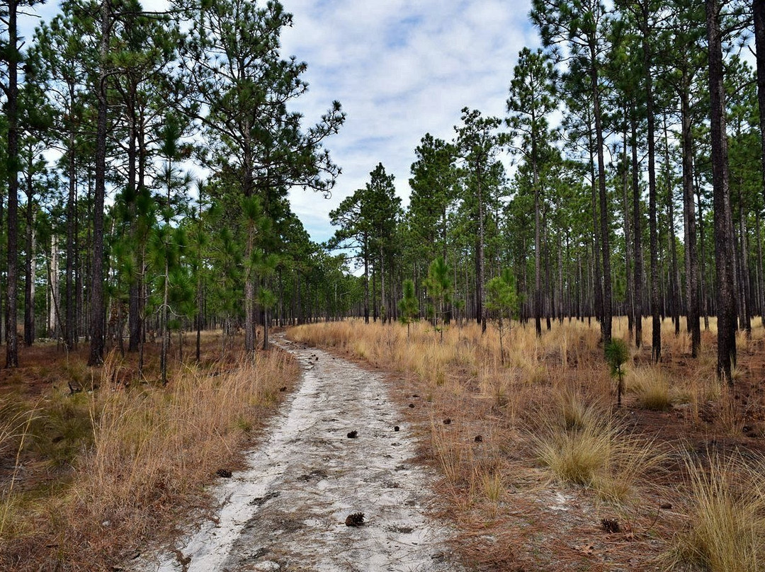 Carvers Creek State Park景点图片