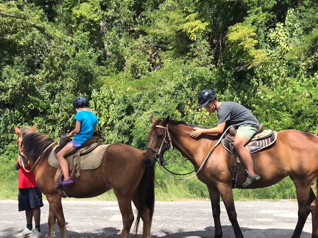 Rainforest Riding-Portsmouth必去景点