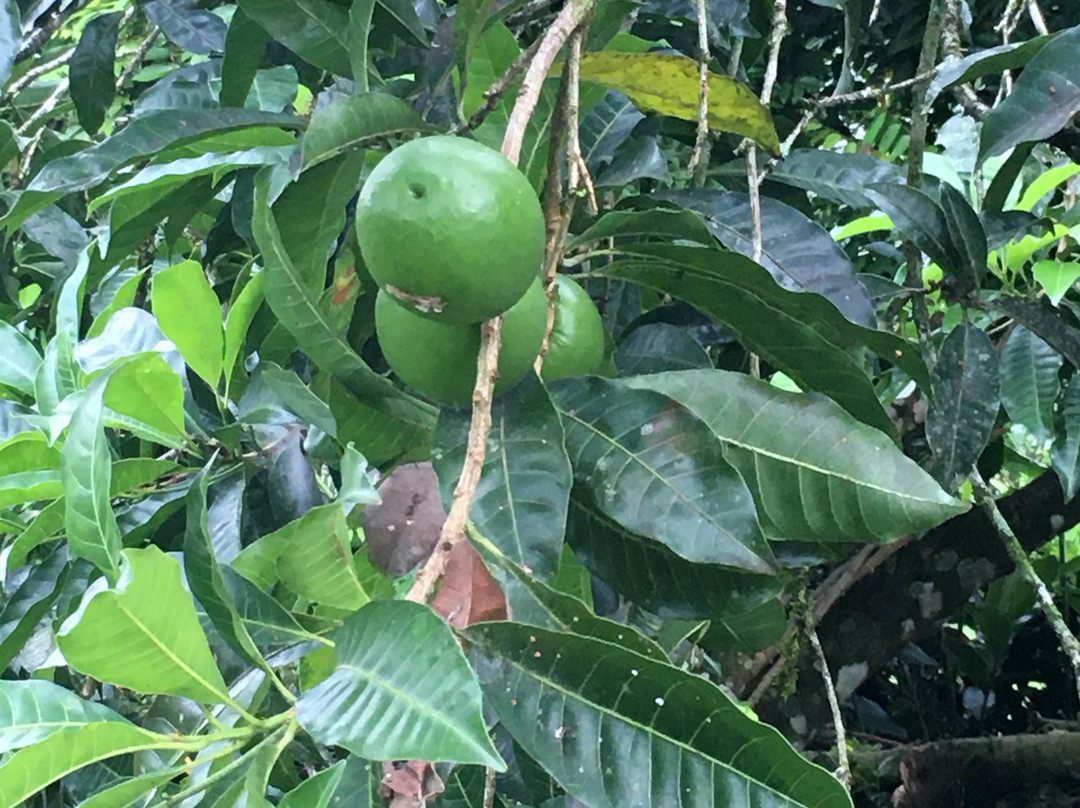 Arenal Vida Campesina景点图片