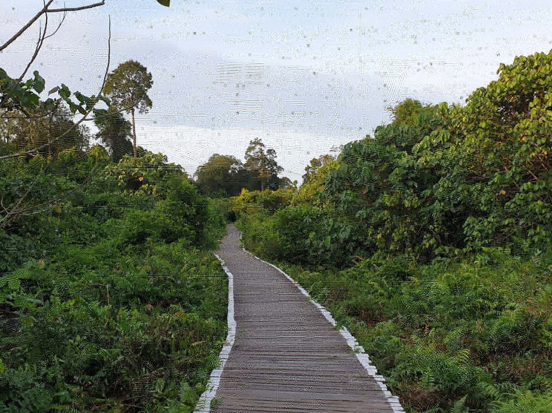 Bukit Lima Forest Park景点图片