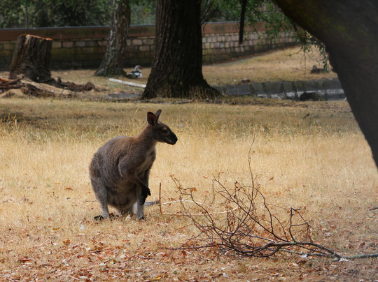 Unearthed Tours-Devonport必去景点