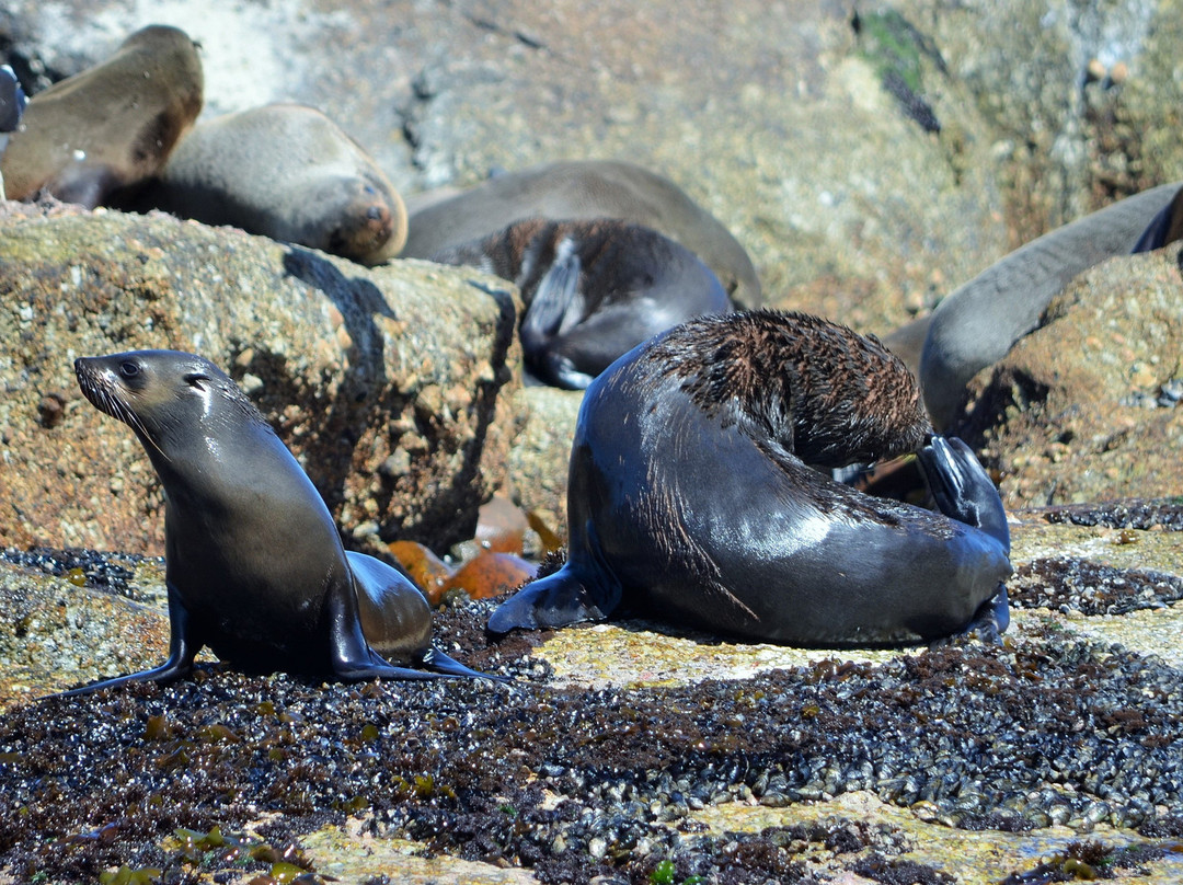 Seal Island-西开普必去景点