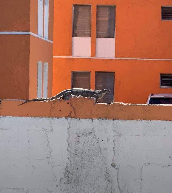 Grupo Auto Progreso-梅里达必去景点