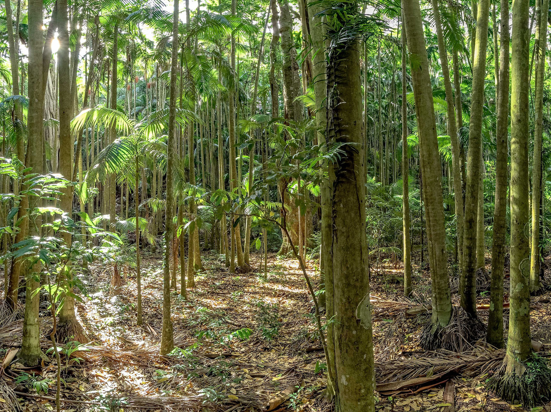 The Palm Grove Section of the Tamborine National Park景点图片