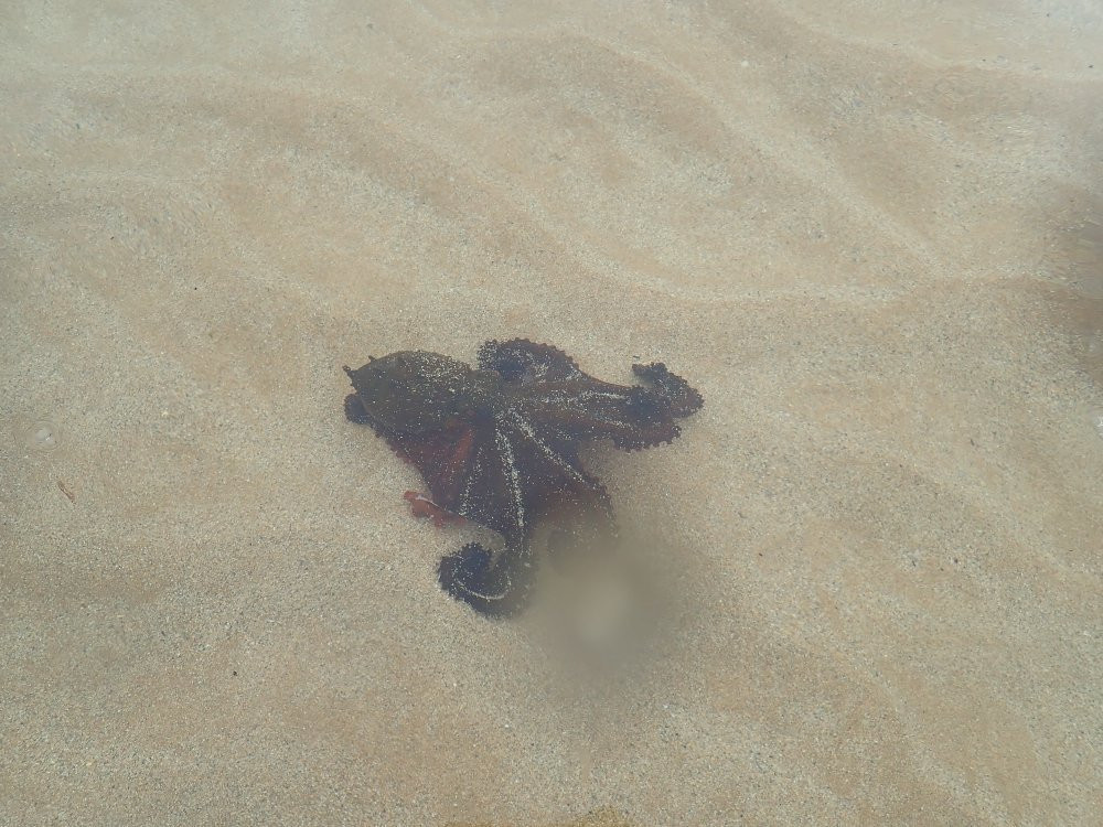 Toowoon Bay Beach-Toowoon Bay必去景点