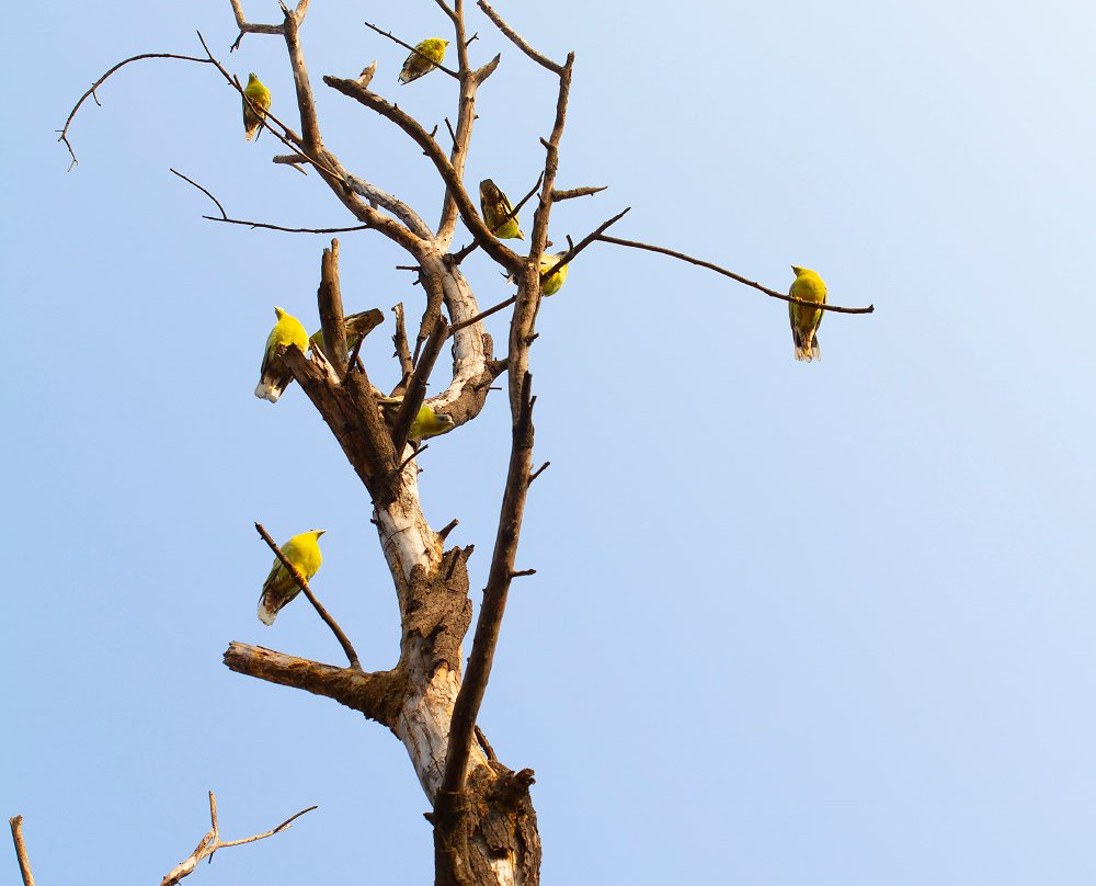 Sariska National Park景点图片