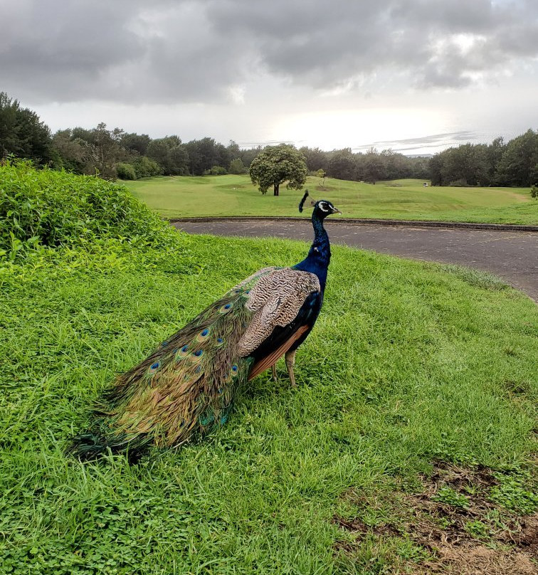 夏威夷马克磊乡村高尔夫俱乐部-凯鲁瓦-柯纳必去景点