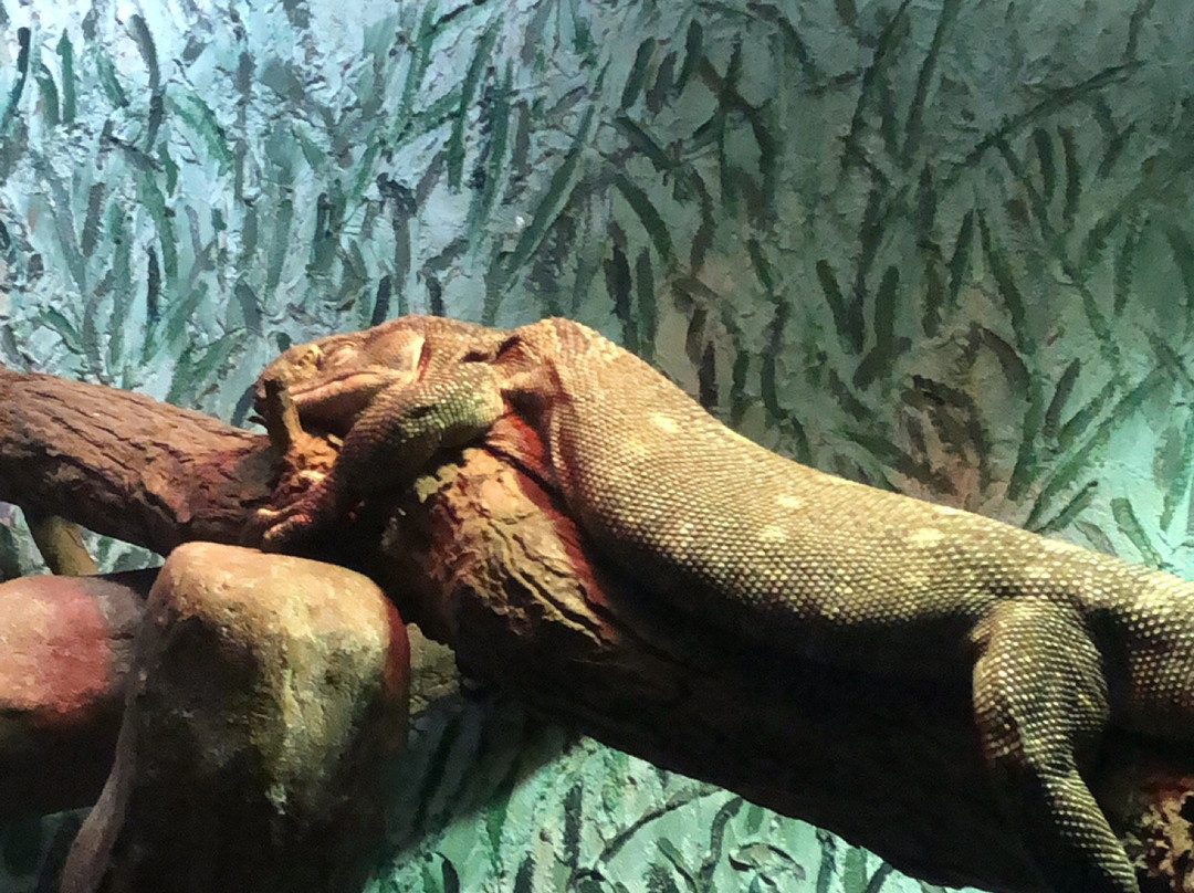 Potawatomi Zoo-南本德必去景点