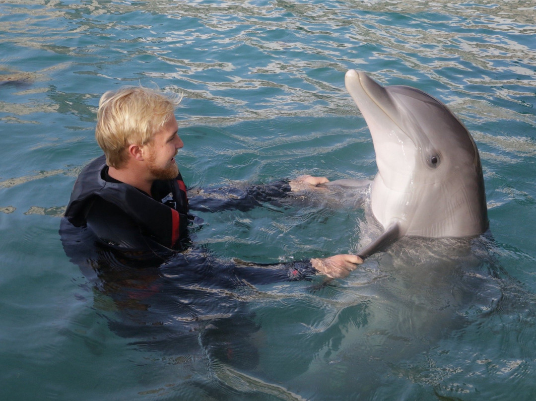 Dolphin Quest景点图片