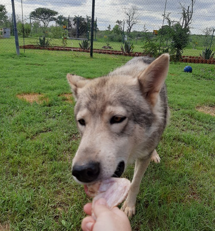 Jugomaro Predator Park 2.0-瓦尔沃特必去景点