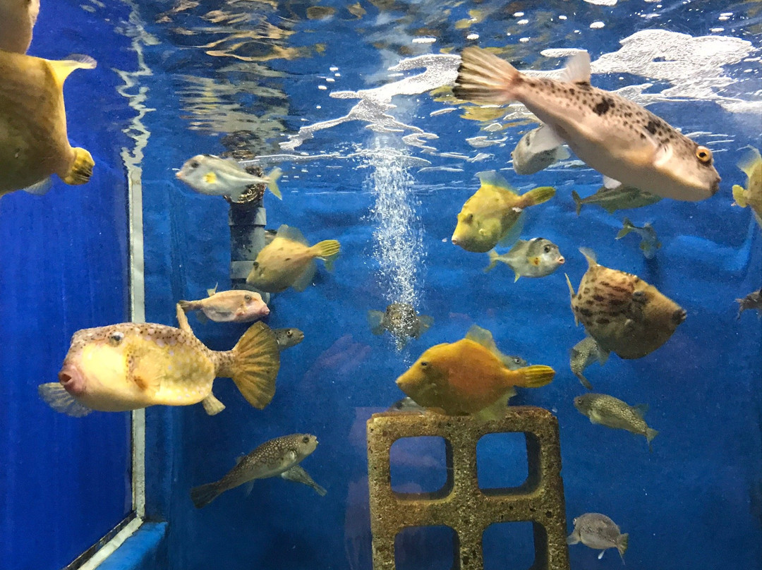 Shirahama Aquarium Kyoto University景点图片