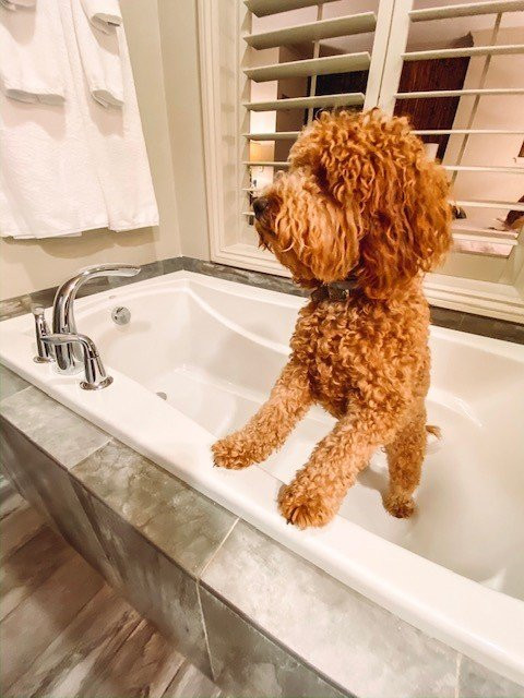 Grand Bohemian Mountain Brook, Autograph Collection主图