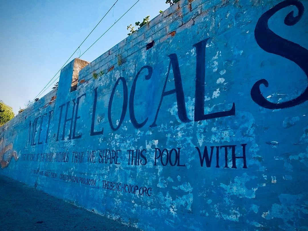 Yvette Oosthuizen - Wild Blue Adventures Cape Town-西门镇必去景点