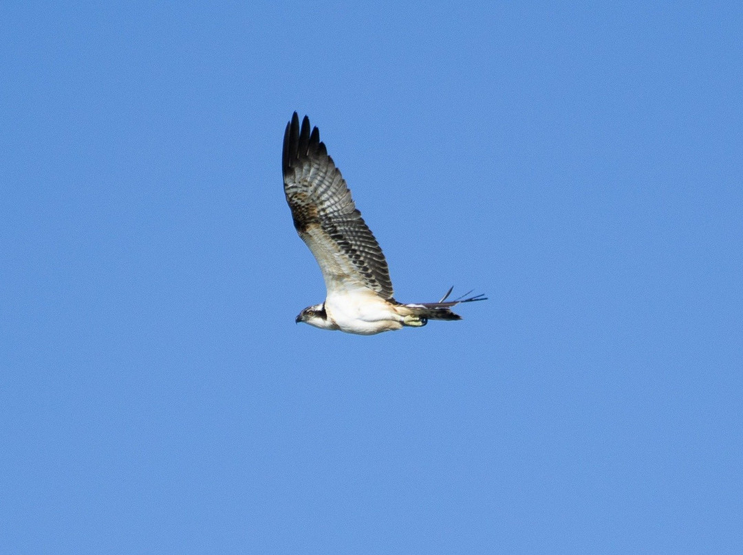 Birds Of Poole Harbour Events景点图片