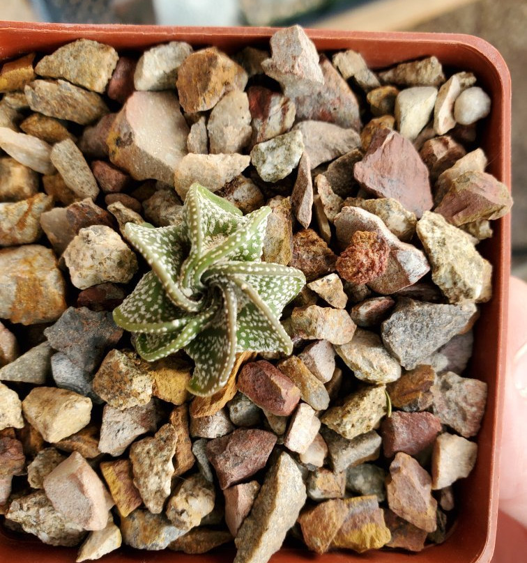 B & B Cactus Farm-图森必去景点