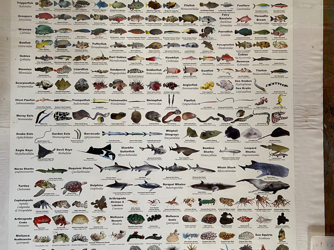 Ocean Tribe Scuba Diving-哈夫洛克岛必去景点