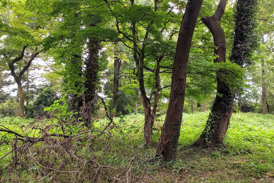 Ruins of Matsuyama Castle-吉见町必去景点