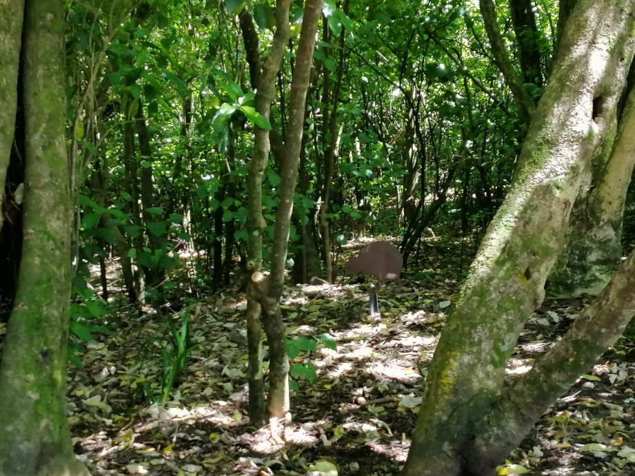 Garden of Tane-阿卡罗阿必去景点