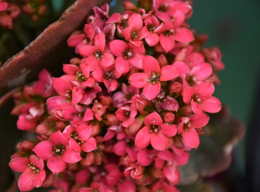 Charkhole Homestay主图