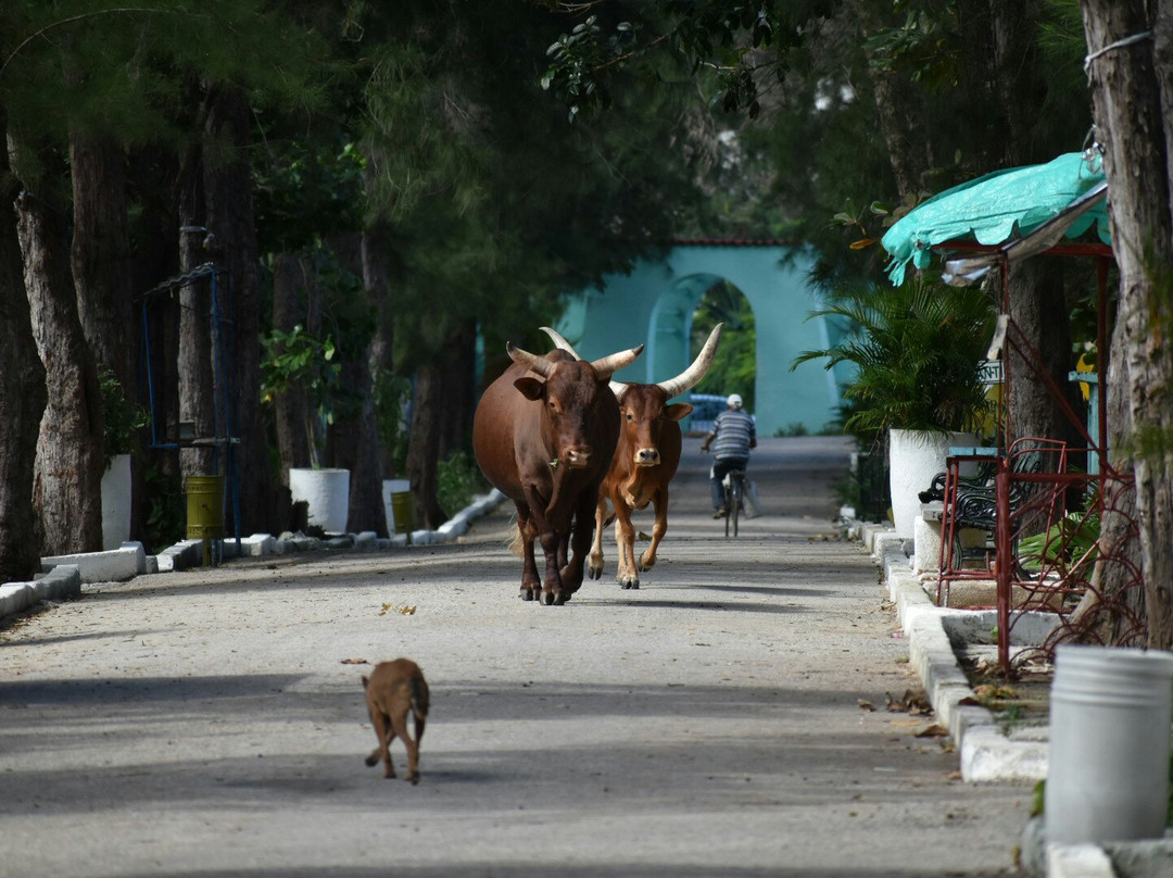 Parque Zoológico El Bosque de Sancti Spíritus景点图片