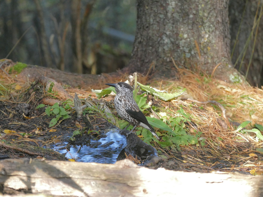 Mountain Borus-Sayanogorsk必去景点