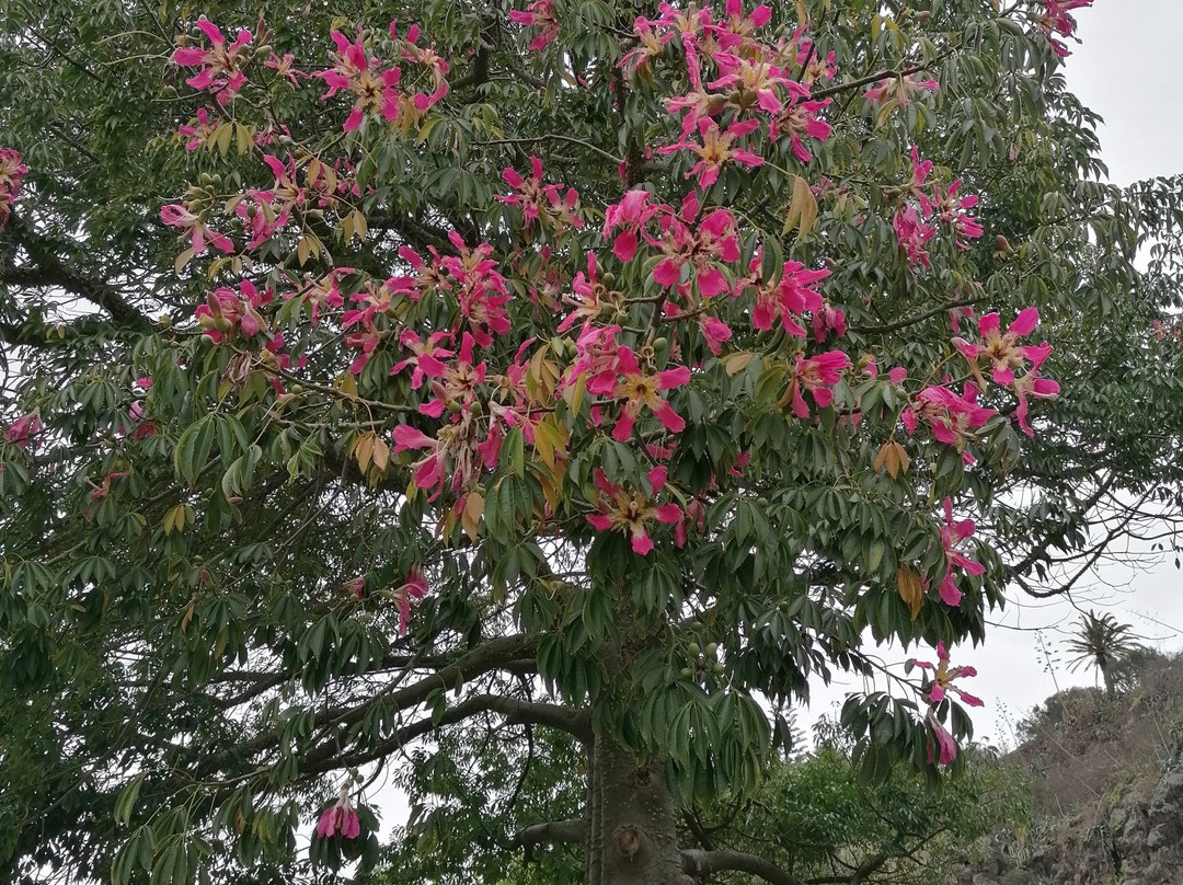 Jardín Botánico Viera y Clavijo景点图片