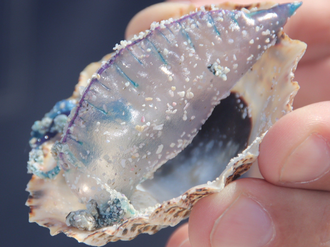 Olifantsbos Beach-Cape Point必去景点