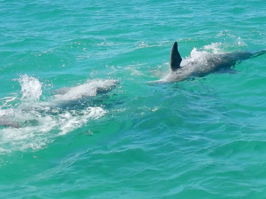 Dancing Dolphin Spirits Charters with Captain Victoria Impallomeni-基韦斯特必去景点