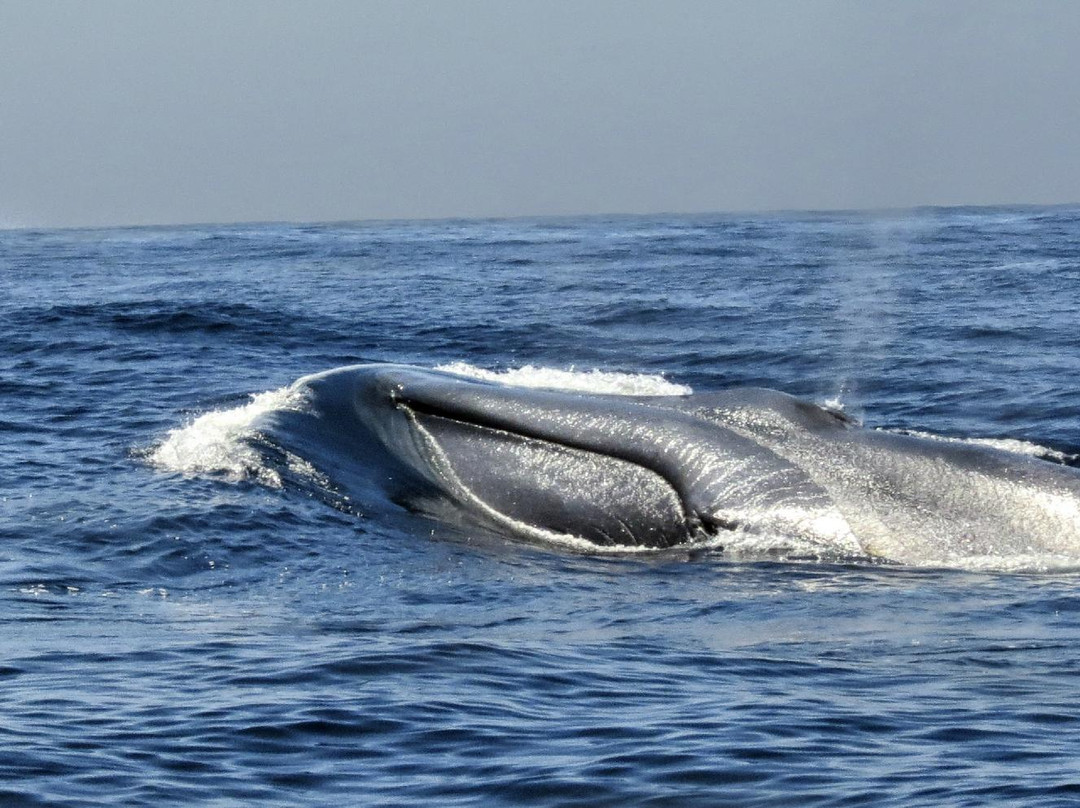 Offshore Blue Adventures Whale & Dolphin Tours