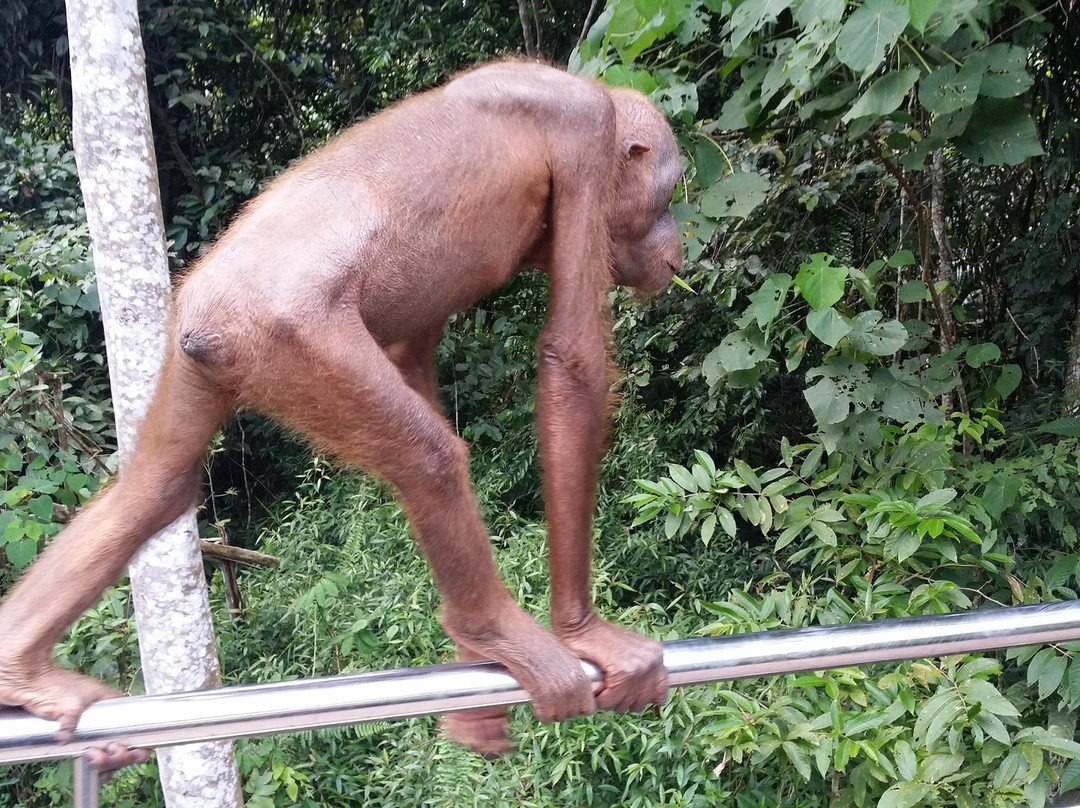 Adrian Trevor Bin F. E. Migiu-山打根必去景点