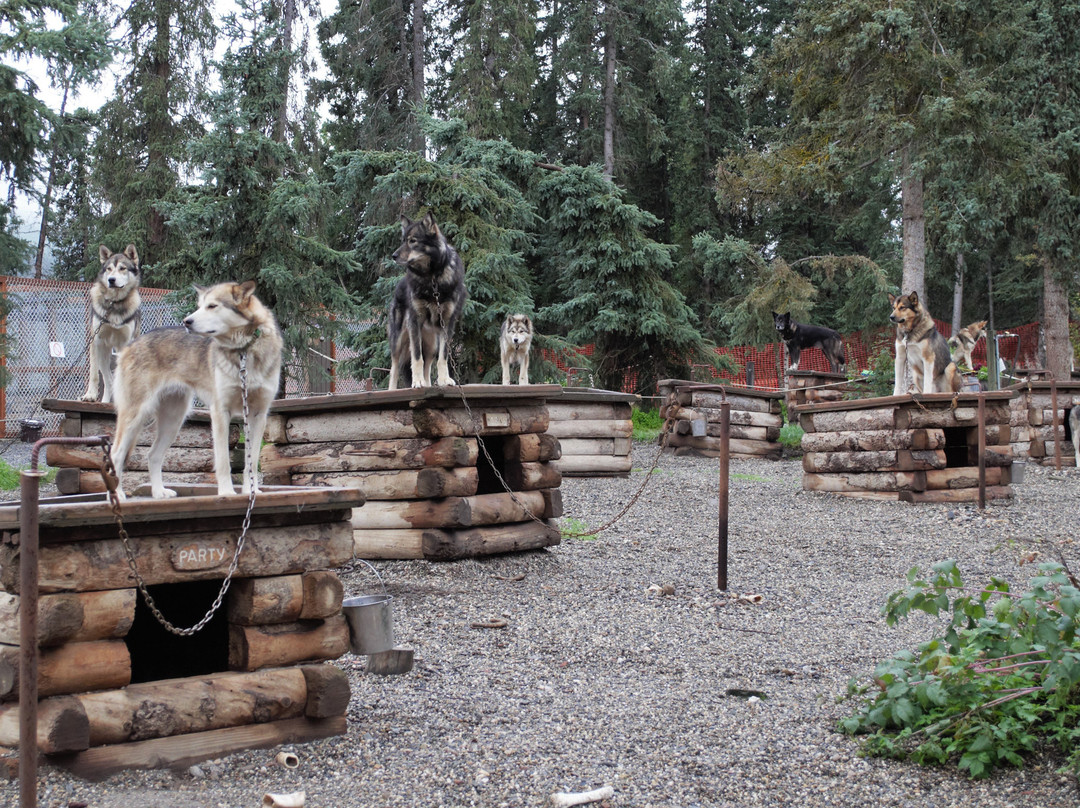 Sled Dog Demonstration景点图片