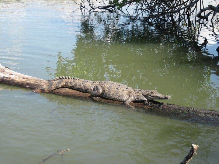 Buttonwood JA - Tours-瑰宝滩必去景点