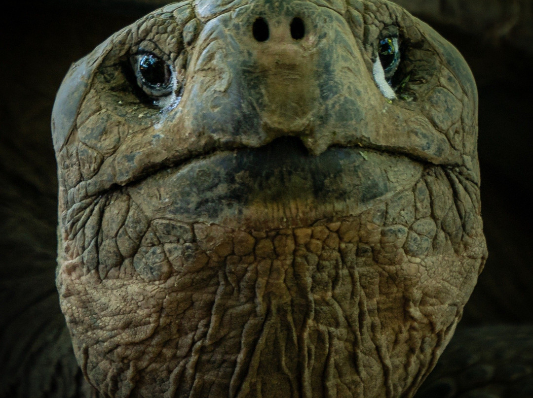 Scovill Zoo-迪凯特必去景点