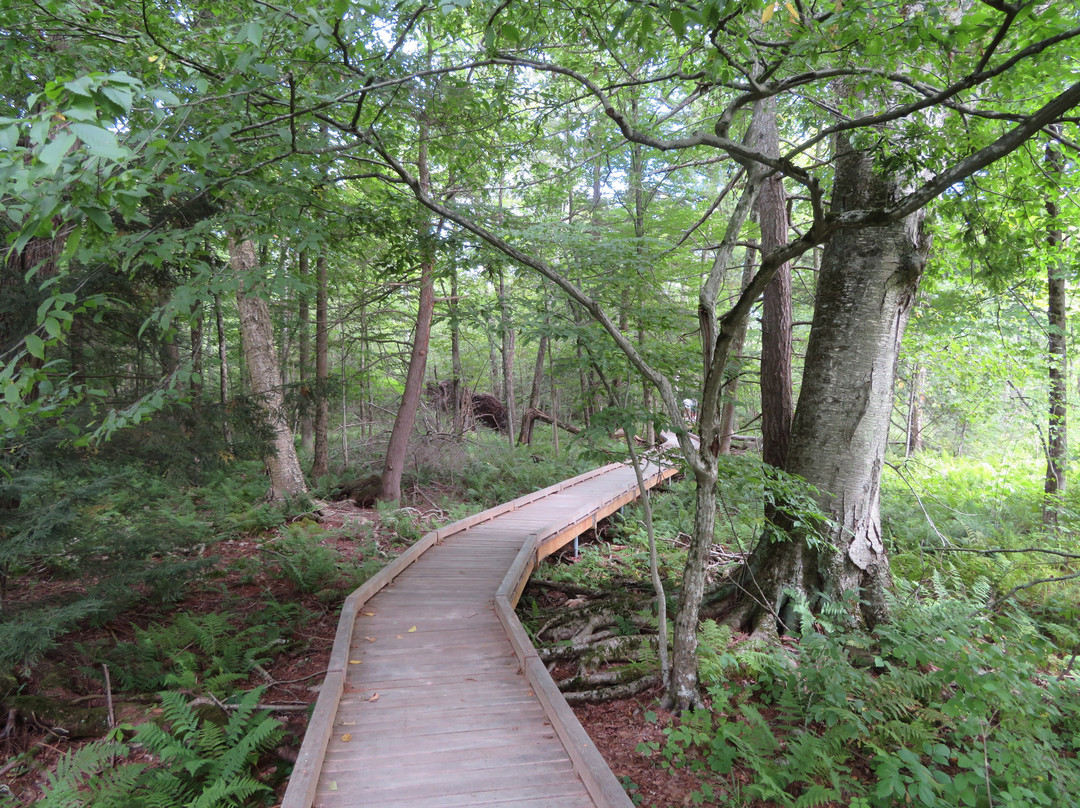 Parsons Marsh Reserve景点图片