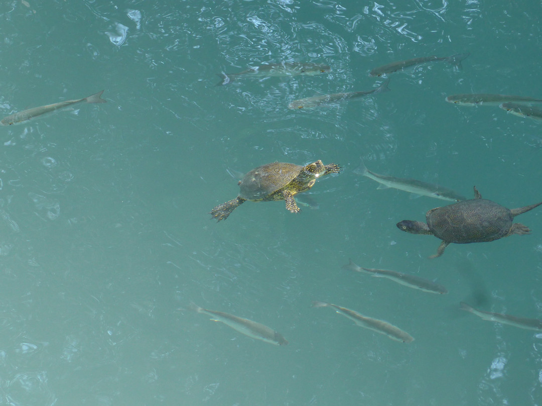 Kaiafas Lake-Zacharo必去景点