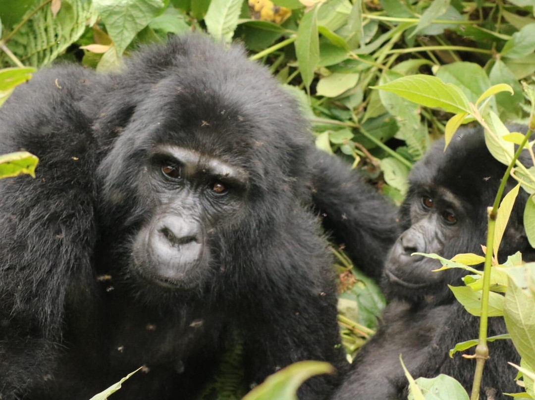 Mountain Gorilla Trekking Tours-Kisoro必去景点