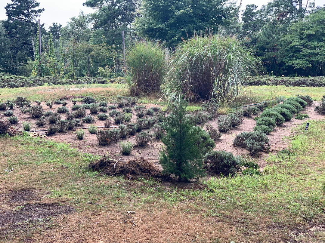 Cape Cod Lavender Farm景点图片